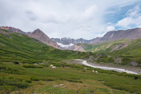Cows grazing on flowering grassy meadow near serpentine mountain river with view to big glacier in large mountains. Snake river flows in green alpine valley under cloudy sky. Cattle among lush flora.の写真素材