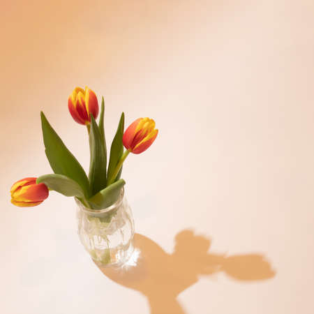 Simple tulip set on the pastel background.の写真素材