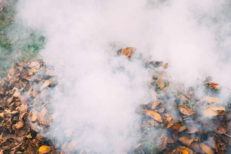 Heavy smoke surrounded by trees and leafsの写真素材