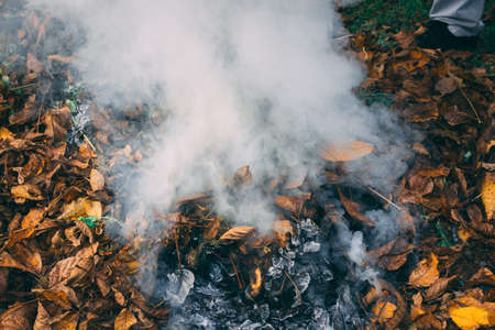 Heavy smoke surrounded by trees and leafsの写真素材