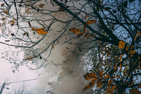 Heavy smoke surrounded by trees and leafsの写真素材