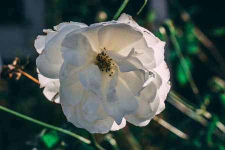 White flower in nature close upの写真素材