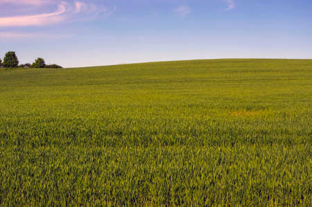 View of the city. Future harvest. Germany.