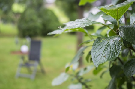 The leaves of the tree on the background. Germany.の写真素材