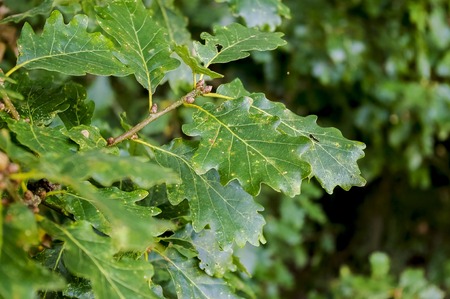 Oak leaves over green. Extremely shallow dof.
