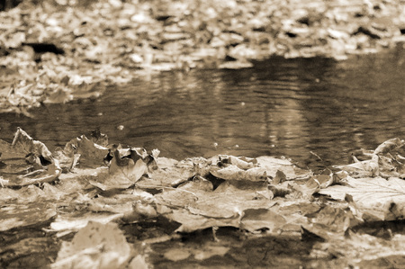 Fallen dry leaves on the water background.の写真素材