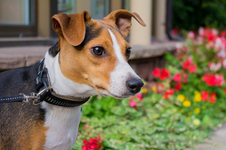 Dog posing outdoor close up background.の写真素材