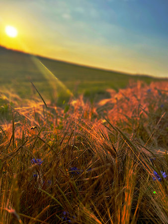 Spikes of wheat against the sunset. High quality photo