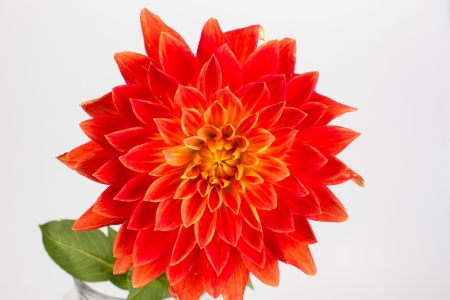 Red-orange flower on a white backgroundの写真素材