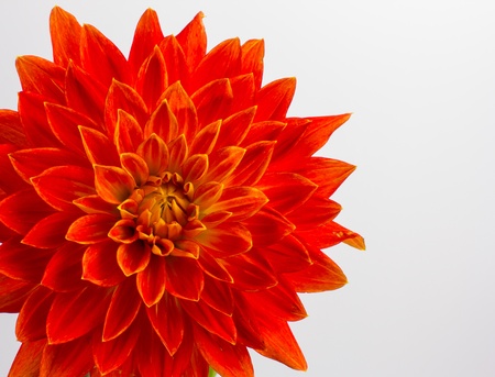 Red-orange flower on a white backgroundの写真素材