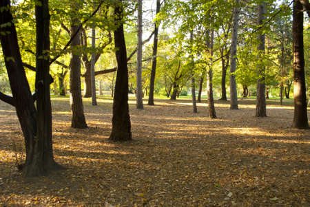Park in autumnの写真素材