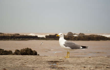Seagull in the portの写真素材