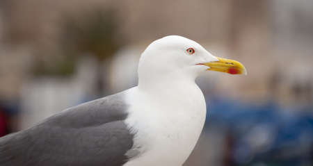Seagull  Larus occidentalis の写真素材