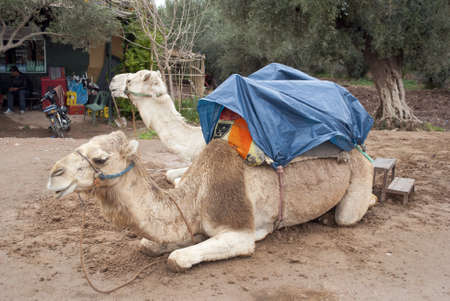 Two camels in Marrakechのeditorial素材