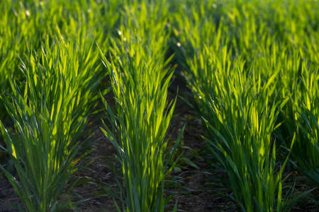 Young sprouts of winter wheat. Young green sprouts line. Fertile agricultural land. Symmetrical...