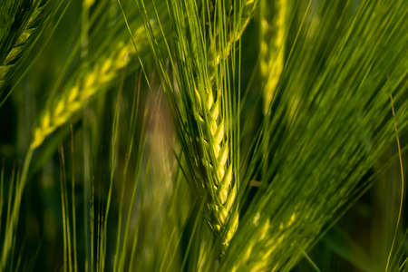 Unripe ears of wheat growing in the field. Wheat ears close-up. high quality photo