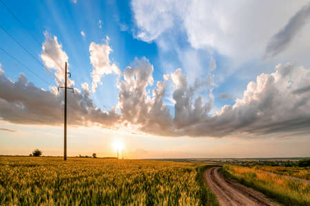 A field of ripening wheat and a beautiful evening sky. high quality photo