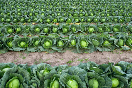 Rows of cabbage on an agricultural field.の写真素材
