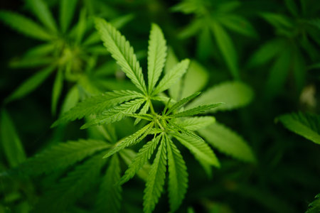 Young cannabis plants. Green background of marijuana leaves. high quality photoの写真素材