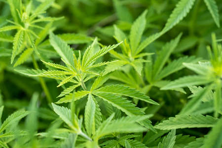 Young cannabis plants. Green background of marijuana leaves. high quality photoの写真素材