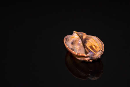Seashell on a black background with reflection in black acrylic. high quality photoの写真素材