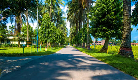 Asphalt road among coconut trees and tropical trees. high quality photo