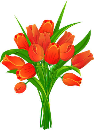 Bouquet of red tulipsのイラスト素材