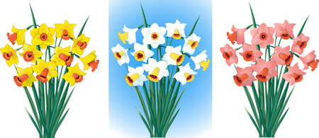 Daffodils in different colorsのイラスト素材