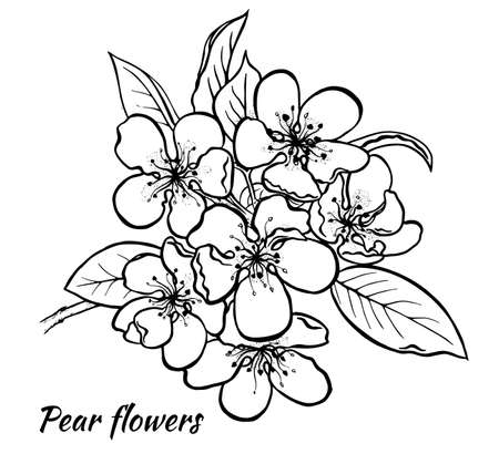 Spring pear inflorescenc Freehand ink vector eps 10のイラスト素材
