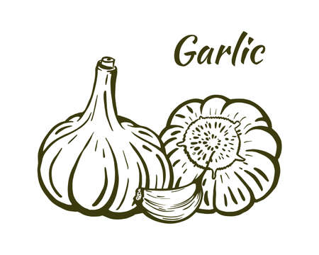 Garlic still life sketch hand drawn vectorのイラスト素材