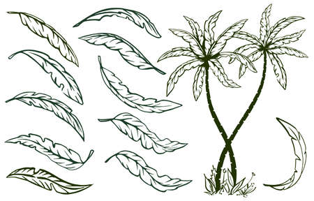 Set with hand drawn palm leaves in sketch style. Illustration for summer travel advertising. isolated on white background. Vector.のイラスト素材