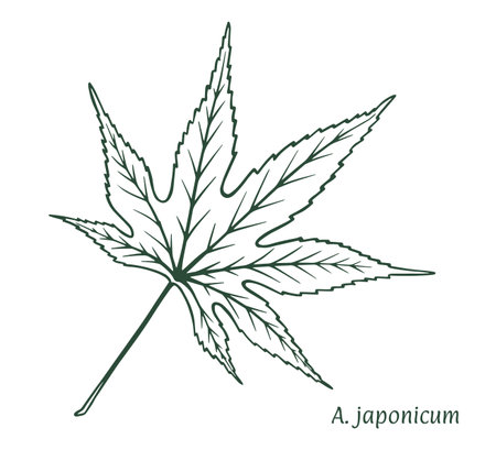 Japanese maple leaf. The sketch is drawn by hand, in ink with a pencil. Names in Latin. Acer japonicum. isolated on white background. Vector.のイラスト素材