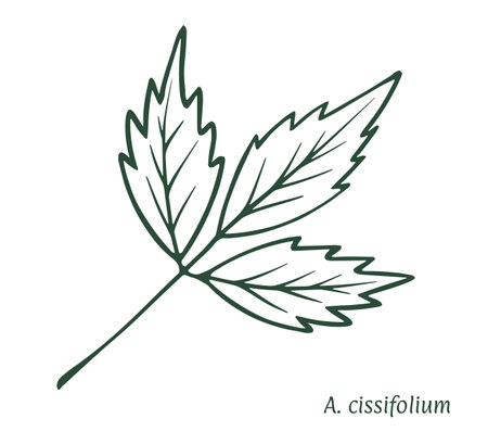 Acer cissifolium hand drawn sketch vector eps10のイラスト素材