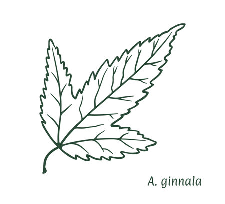 Acer riverine, ginnala hand drawn sketch vector eps10のイラスト素材
