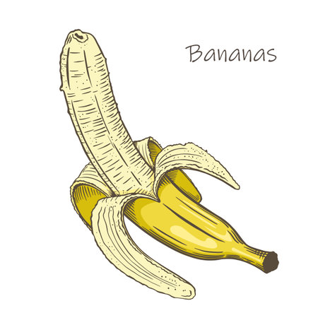 Peeled banana sketch on white background vectorのイラスト素材