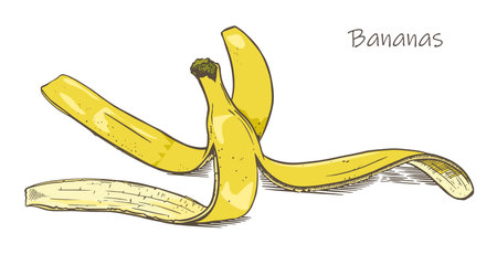sketch banana skin on white background vectorのイラスト素材