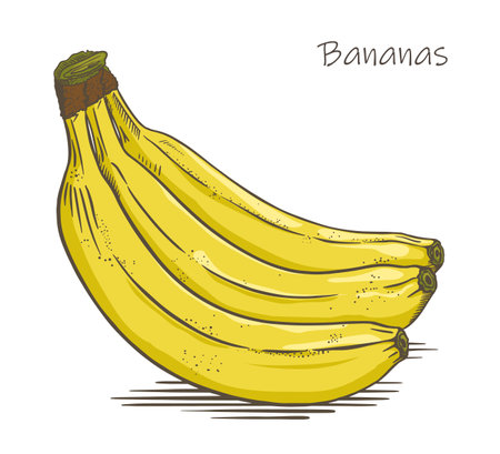 Bananas bunch sketch on white background vectorのイラスト素材