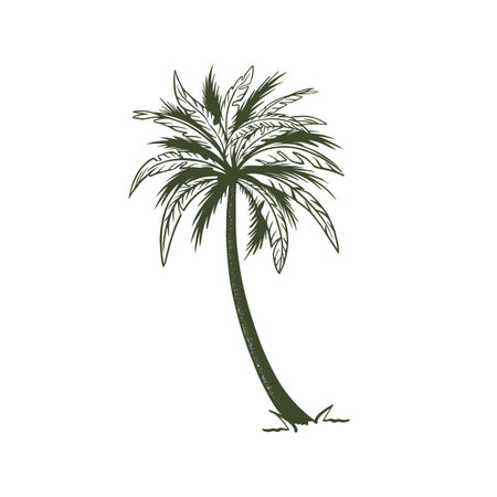 Palm tropical tree hand drawn sketch vector4のイラスト素材