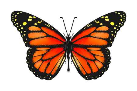 butterfly sketch watercolor vector eps10のイラスト素材