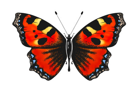 butterfly watercolor sketch vector eps10のイラスト素材