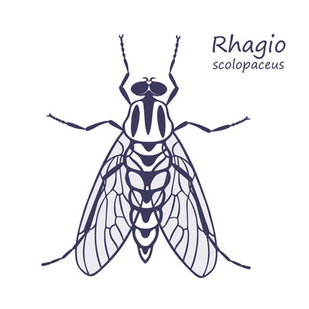 drawing of a Rhagoio Scolopacaceae flyのイラスト素材