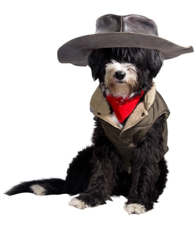 dog dressed as a true Texan cowboyの写真素材