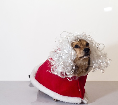 a little older dog on red dress