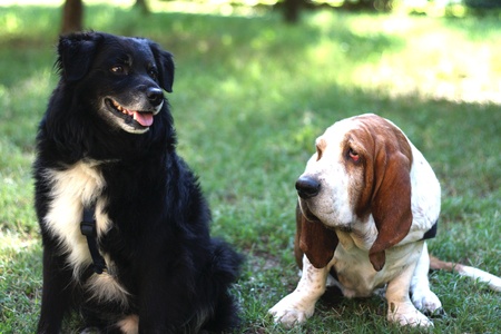 a cute basset hound in the garden and friendの写真素材