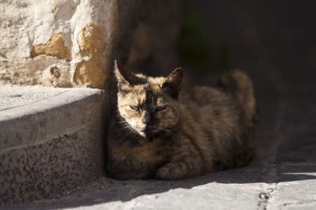 a cat sleepの写真素材