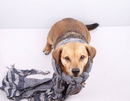 a little dachshund dog with scarfの写真素材