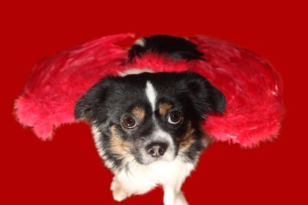 little dachshund wearing an angel costumeの写真素材
