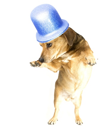 the musical dogの写真素材