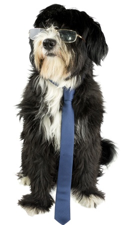 dog in businessの写真素材