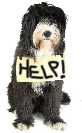 little dog ask helpの写真素材